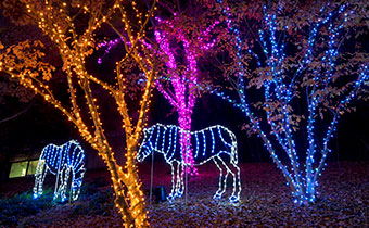 Zoo lights